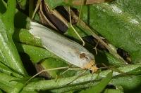 Eilema caniola