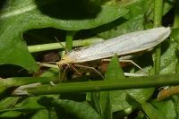 Eilema caniola