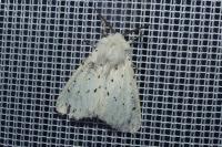 Spilosoma lubricipeda