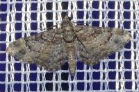 Gymnoscelis rufifasciata