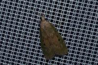 Aphomia sociella