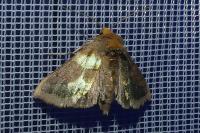 Diachrysia chrysitis