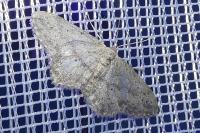 Idaea seriata