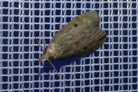 Aphomia sociella
