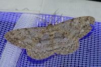 Hypomecis punctinalis