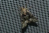 Oligia
