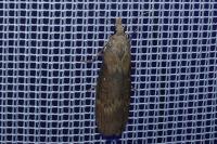 Lamoria anella