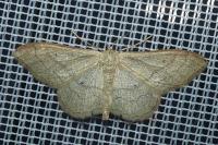 Idaea aversata