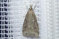 Eudonia pallida
