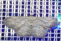 Idaea seriata