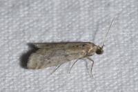Ephestia woodiella