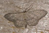 Idaea seriata