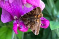 Euclidia glyphica