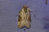 Nycteola revayana