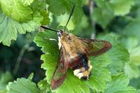 Hemaris fuciformis