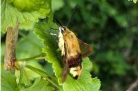 Hemaris fuciformis