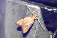 Eurodachtha pallicornella