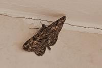 Peribatodes rhomboidaria
