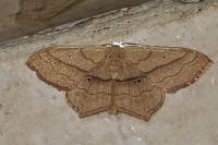 Scopula imitaria