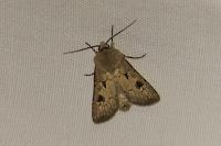 Agrotis exclamationis