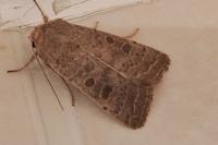 Hoplodrina ambigua