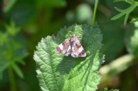 Tyta luctuosa