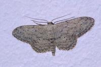 Idaea seriata