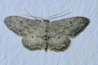 Idaea seriata