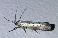 Yponomeuta