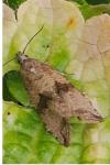 Celypha striana