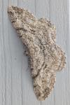 Peribatodes rhomboidaria