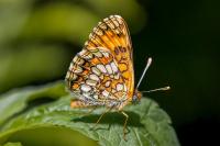 Melitaea athalia