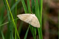 Cyclophora