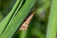 Chrysocrambus linetella