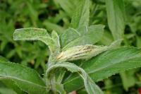 Mompha epilobiella