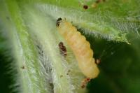 Mompha epilobiella