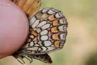 Melitaea athalia