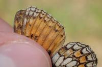 Melitaea athalia