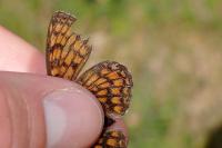 Melitaea athalia