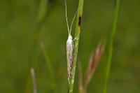 Coleophora