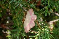 Rhodostrophia vibicaria