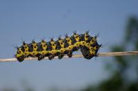 Saturnia pavonia