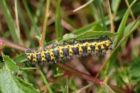 Saturnia pavonia