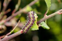 Aglaope infausta