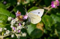 Pieris rapae