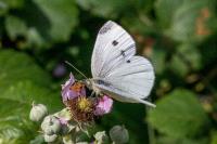 Pieris rapae