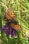 Melitaea cinxia