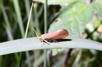 Crassa unitella