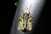 Acronicta strigosa