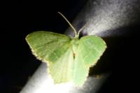 Hemithea aestivaria